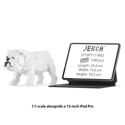 Chien Bulldog Anglais blanc