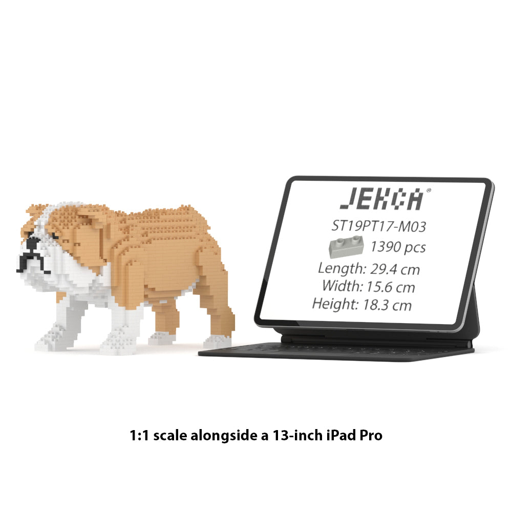 Chien Bulldog Anglais beige