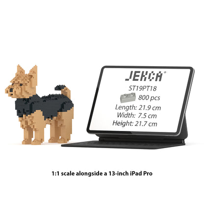 Chien Yorkshire Terrier