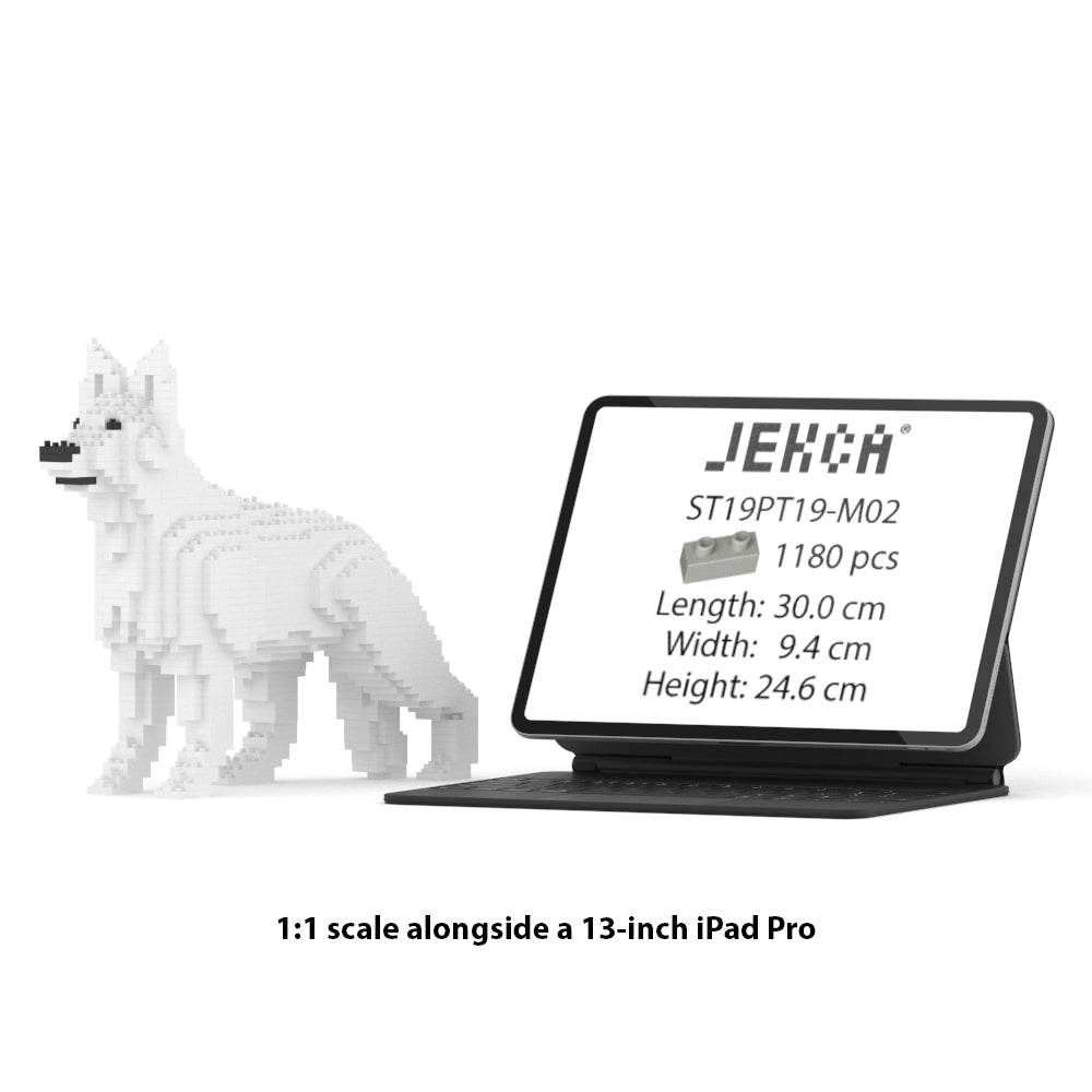 Chien Berger Allemand blanc