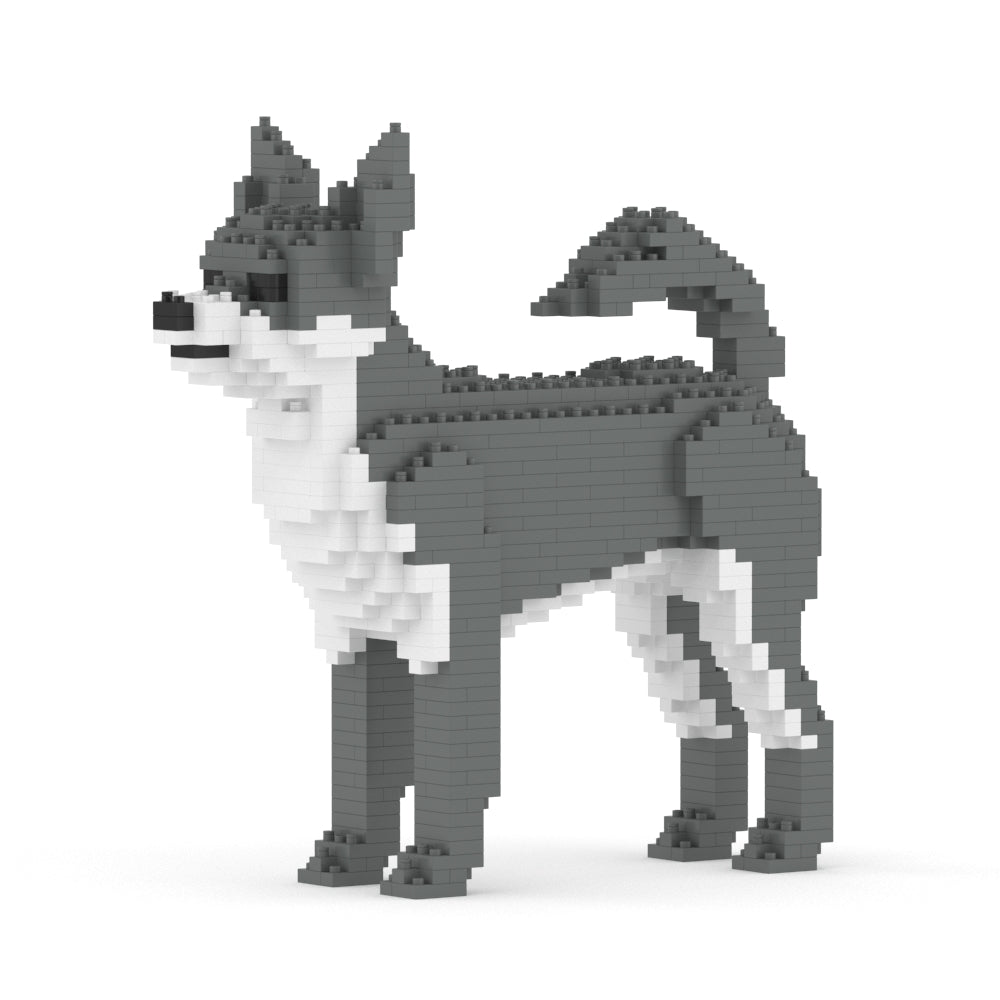 Chien Chihuahua gris