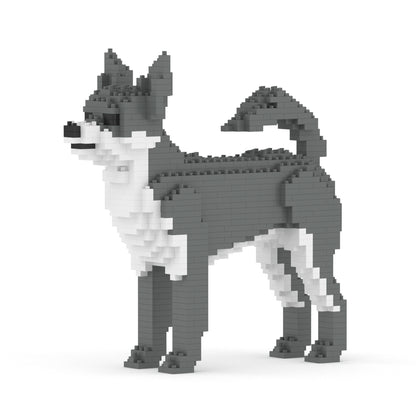 Chien Chihuahua gris