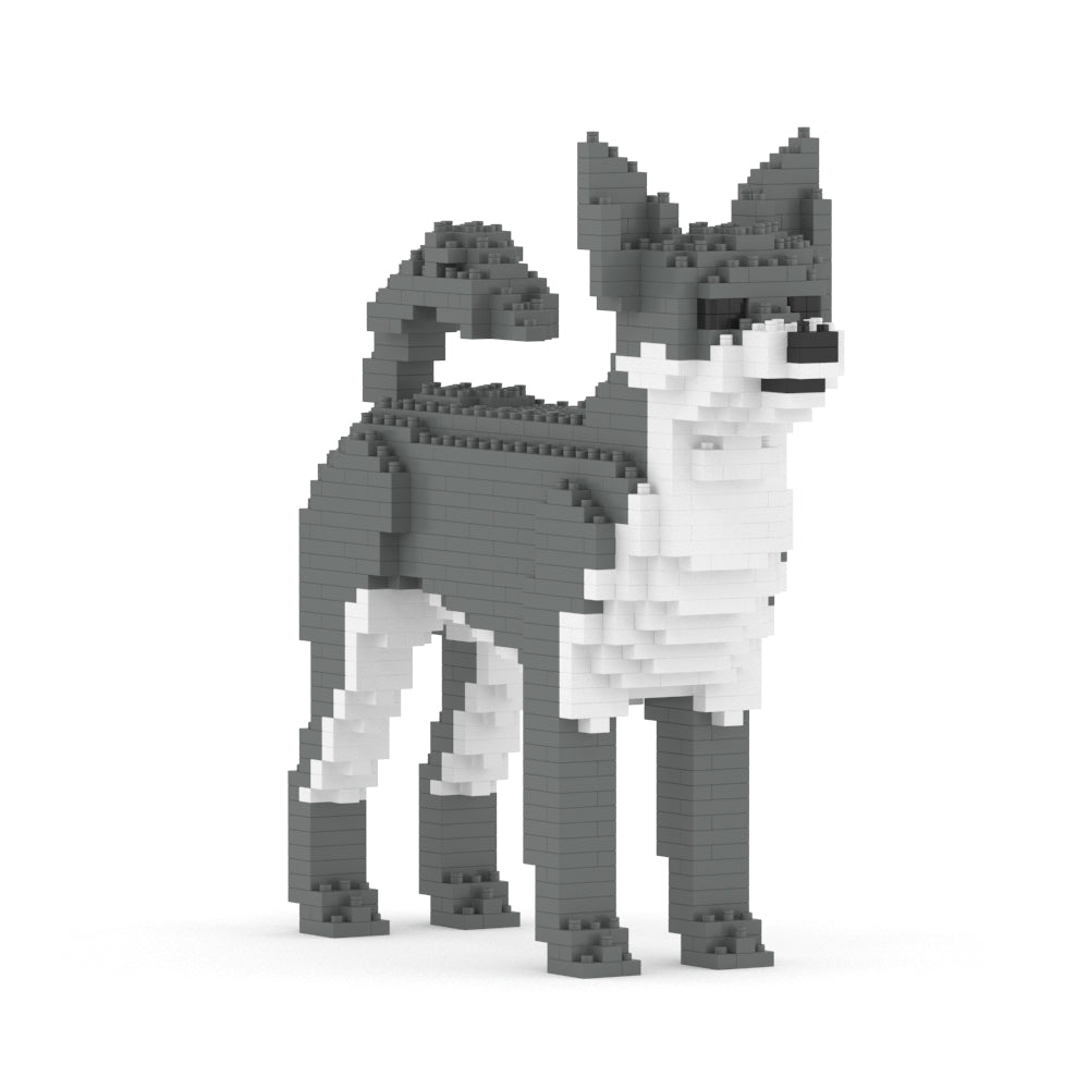 Chien Chihuahua gris