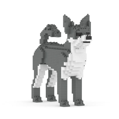 Chien Chihuahua gris