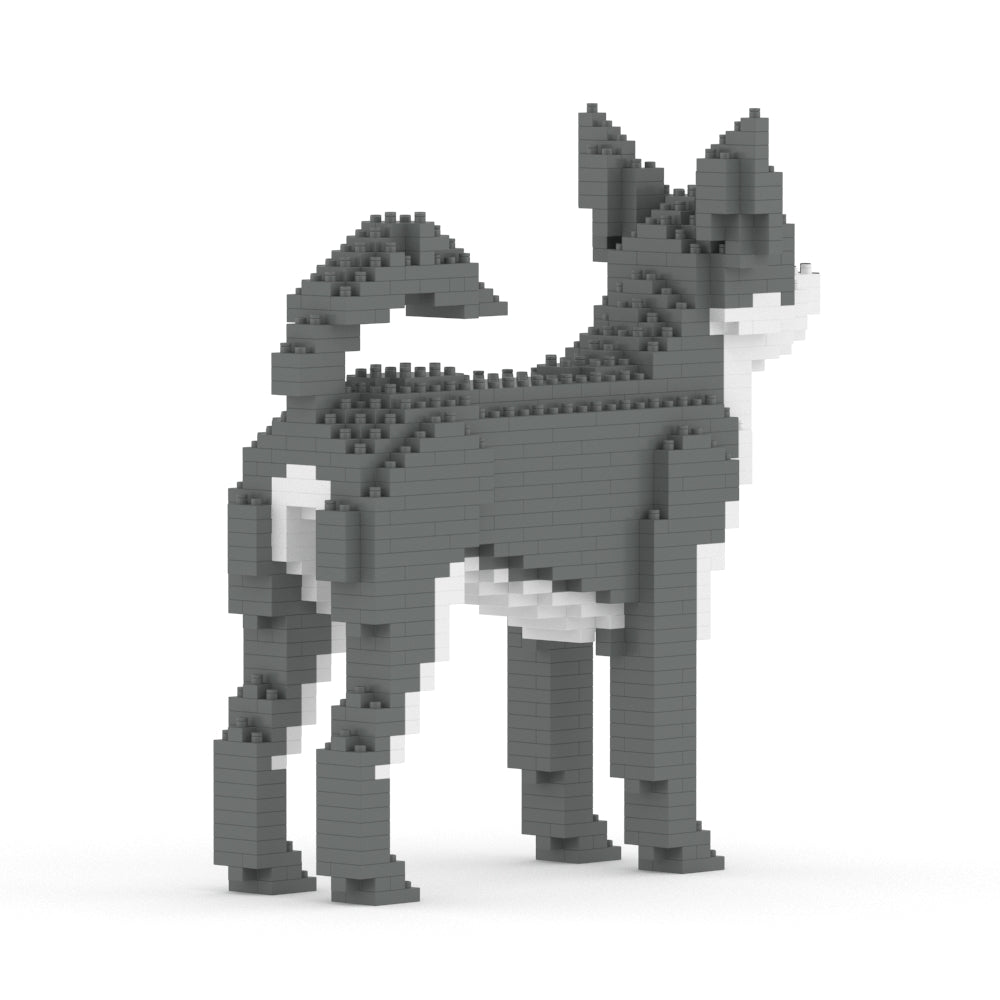 Chien Chihuahua gris