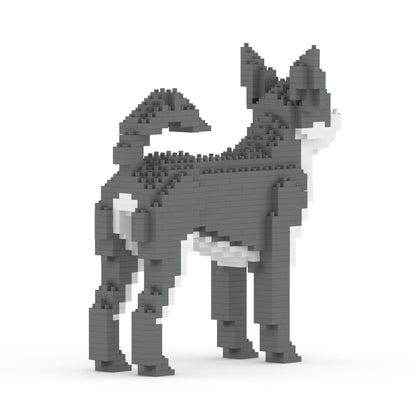 Chien Chihuahua gris