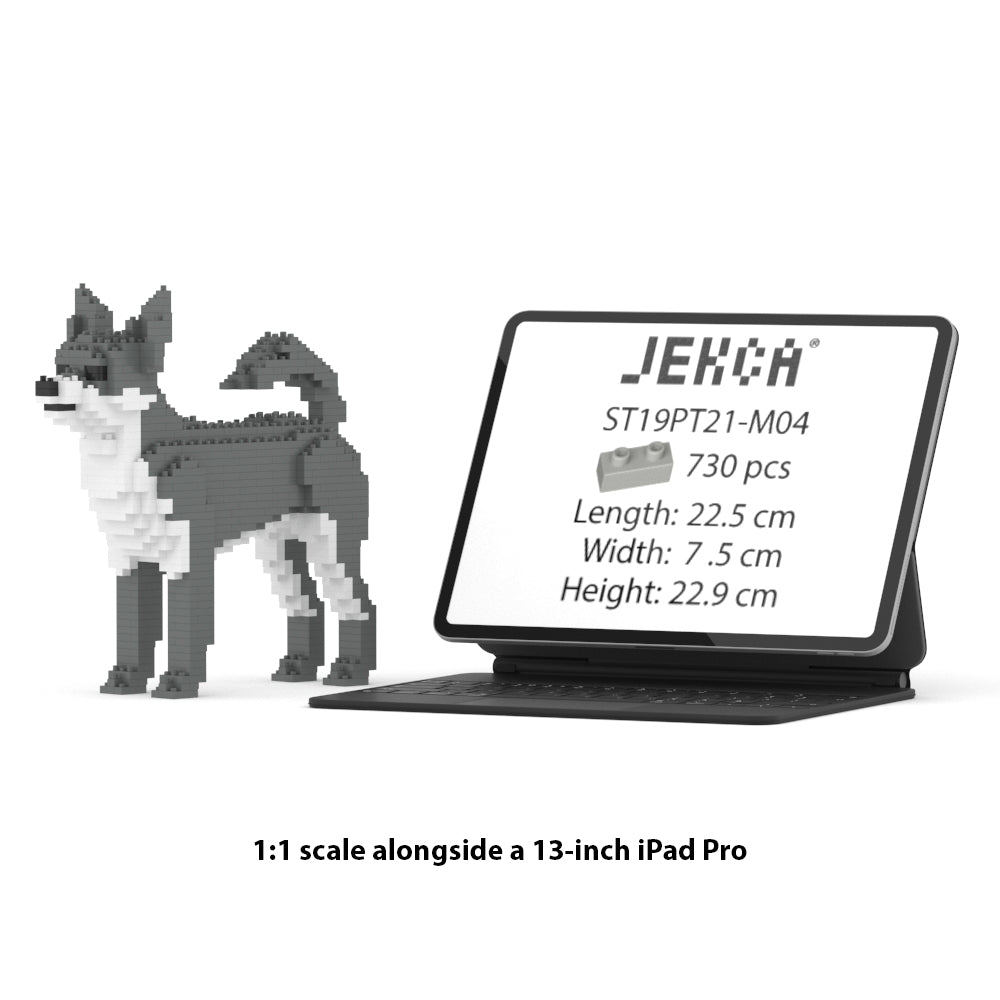 Chien Chihuahua gris