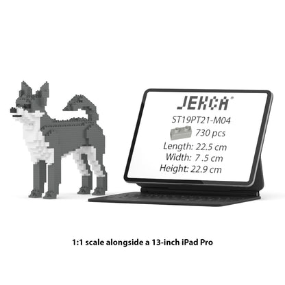 Chien Chihuahua gris