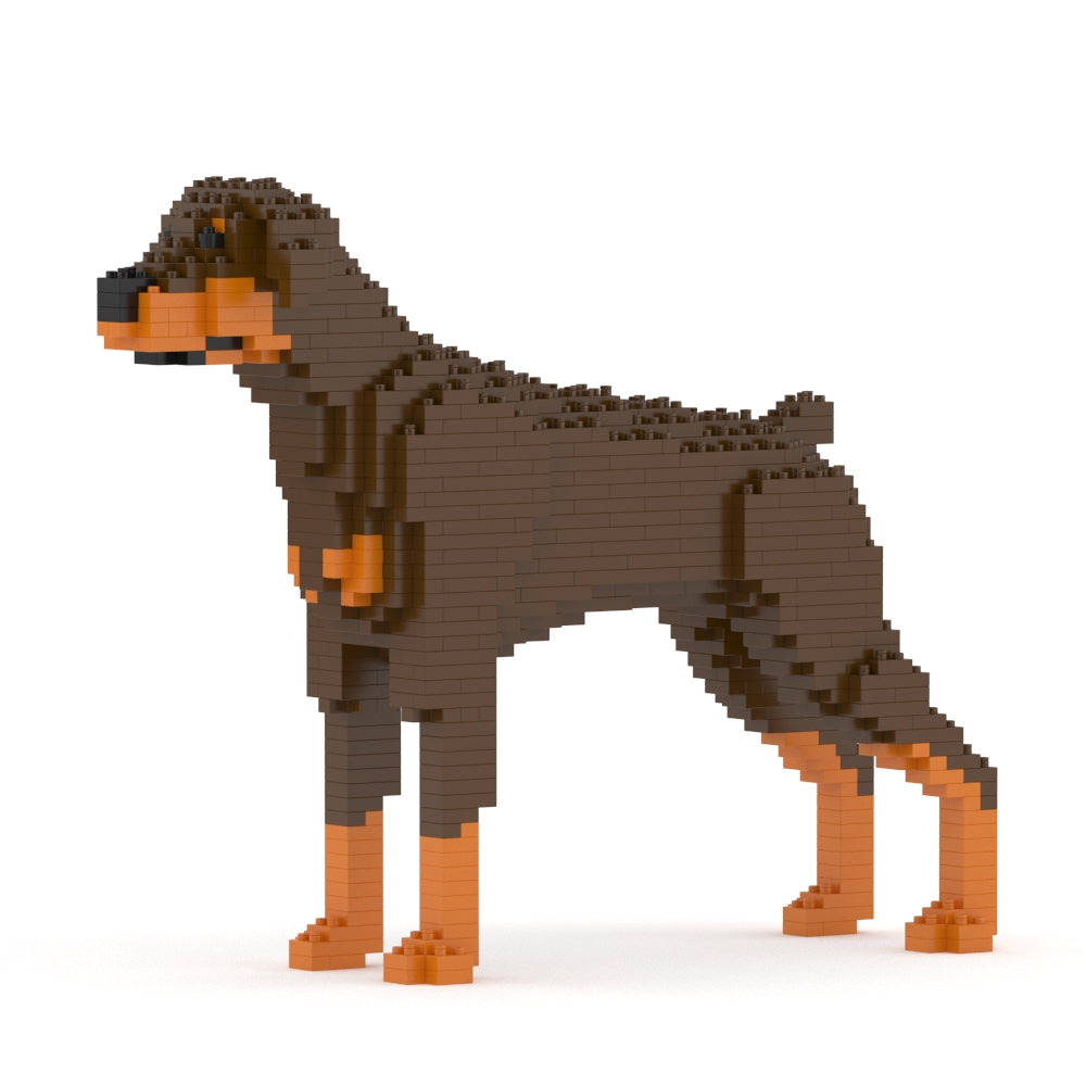 Chien Dobermann marron et feu