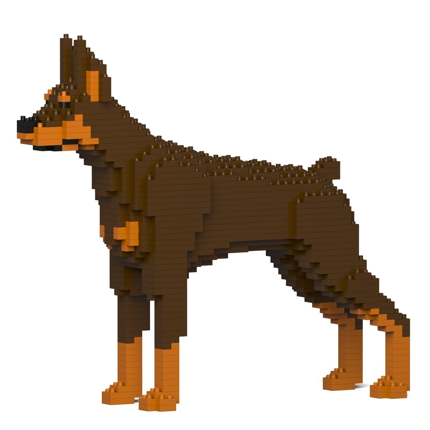 Chien Dobermann marron et feu