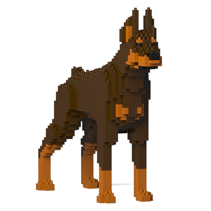 Chien Dobermann marron et feu
