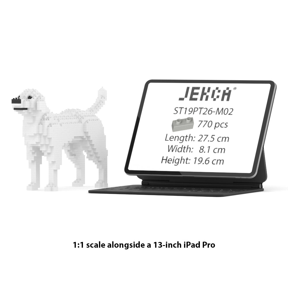 Chien Labrador Retriever blanc