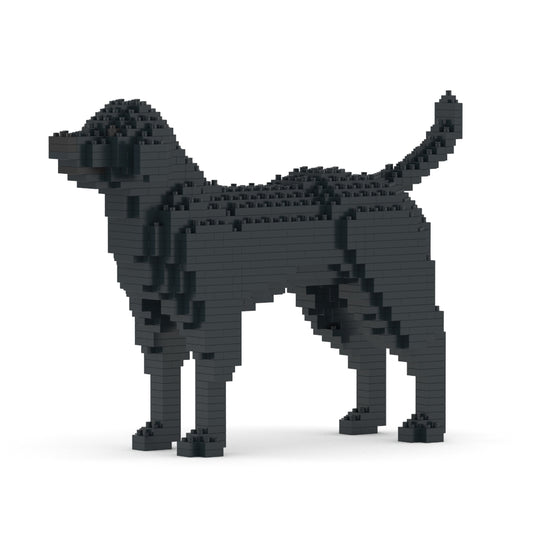 Chien Labrador Retriever noir