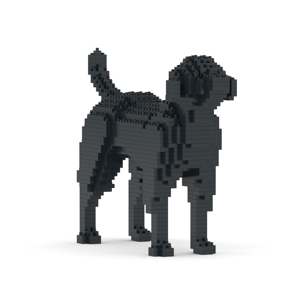 Chien Labrador Retriever noir