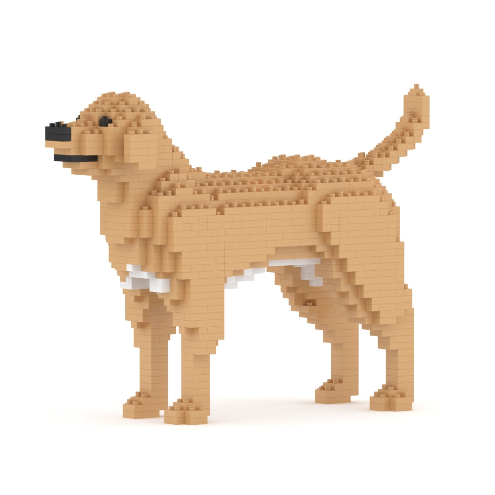 Chien Labrador Retriever beige
