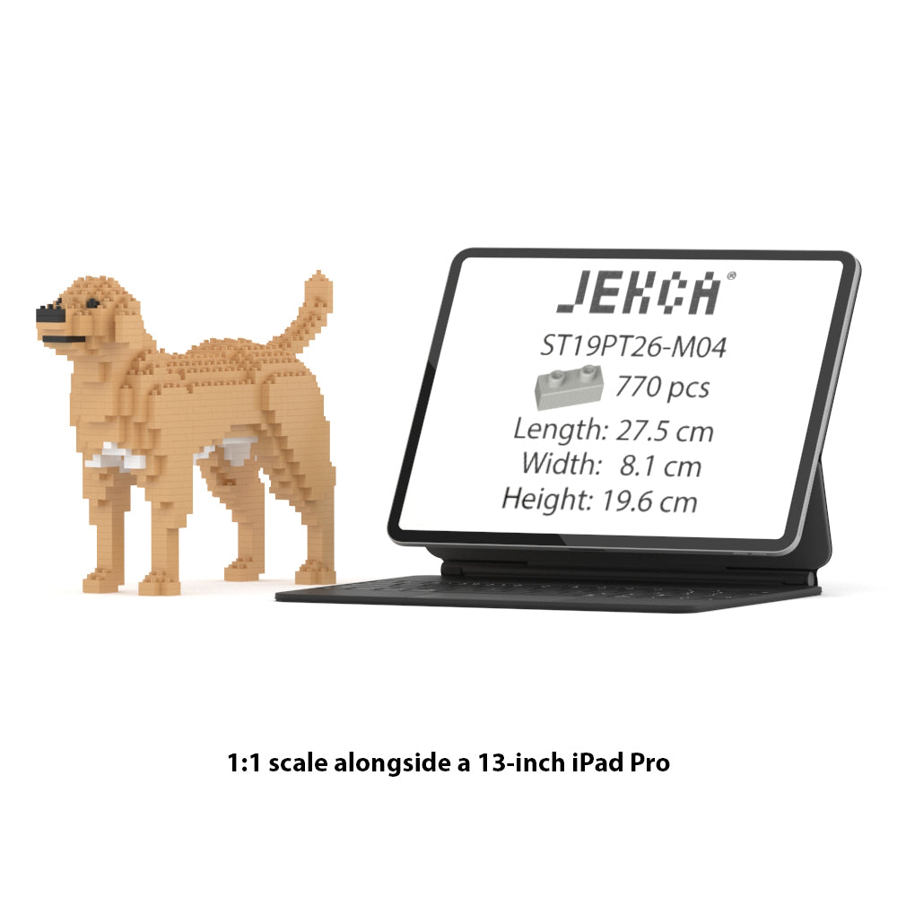 Chien Labrador Retriever beige
