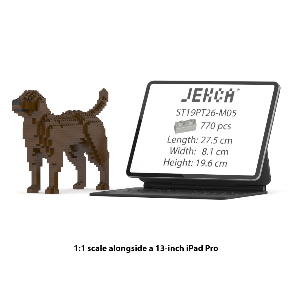 Chien Labrador Retriever marron