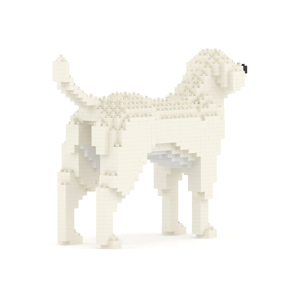 Chien Labrador Retriever crème