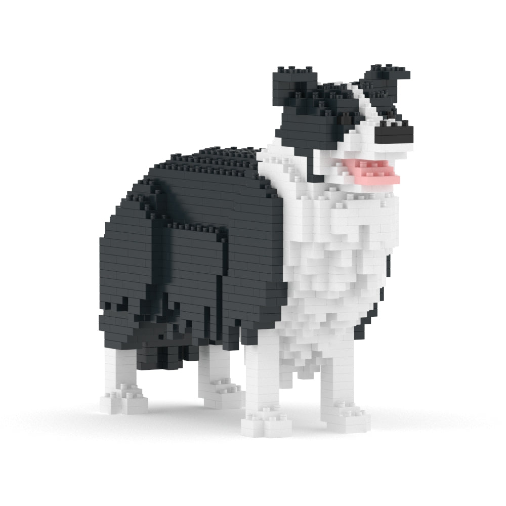 Chien Border Collie noir