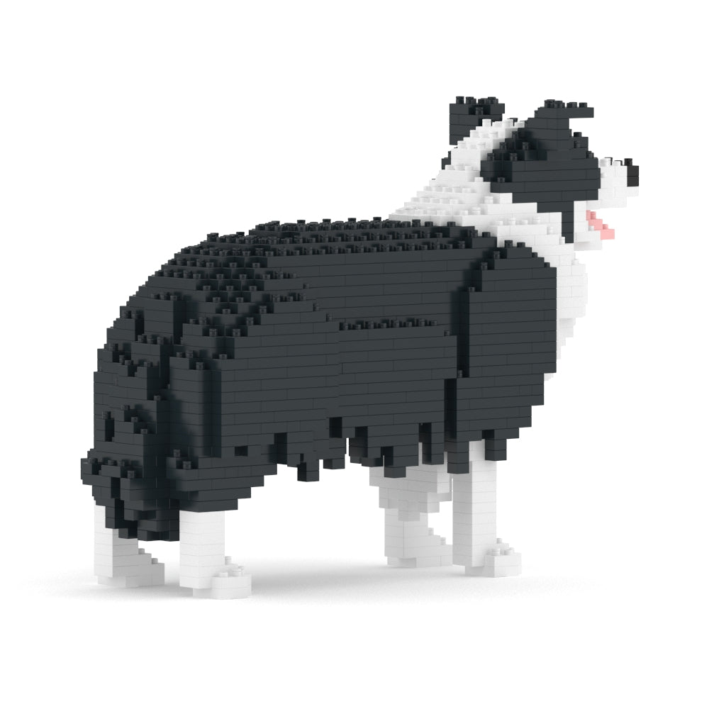 Chien Border Collie noir