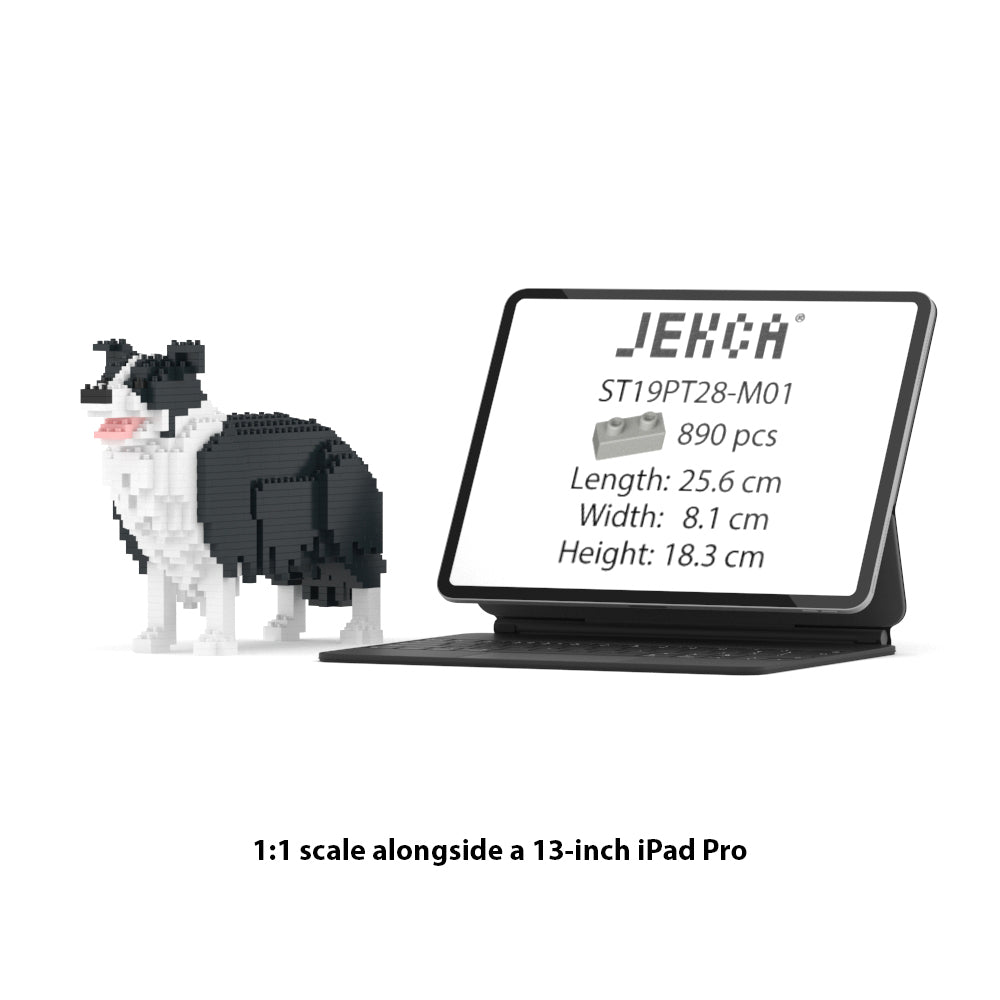 Chien Border Collie noir