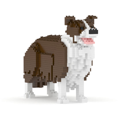 Chien Border Collie marron