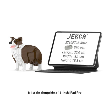 Chien Border Collie marron