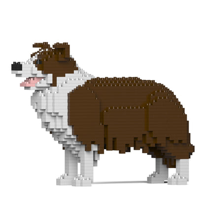 Chien Border Collie marron