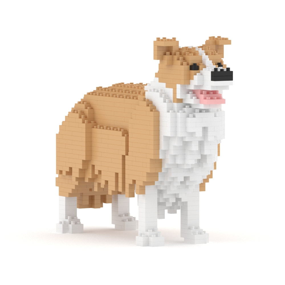 Chien Border Collie beige