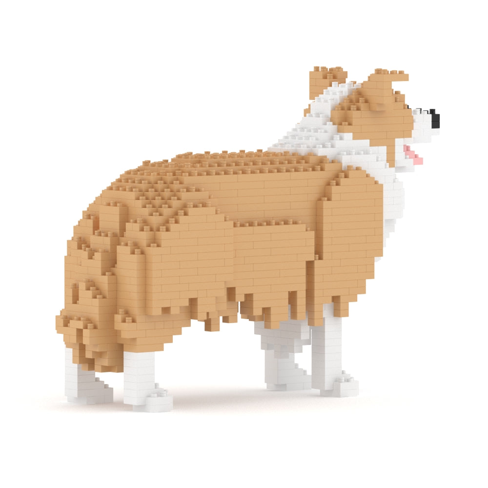 Chien Border Collie beige