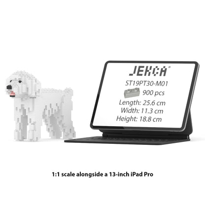 Chien Caniche Nain blanc