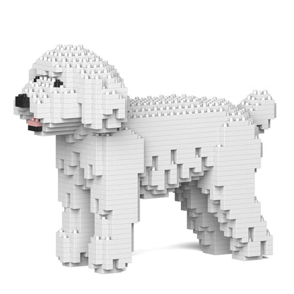 Chien Caniche Nain blanc