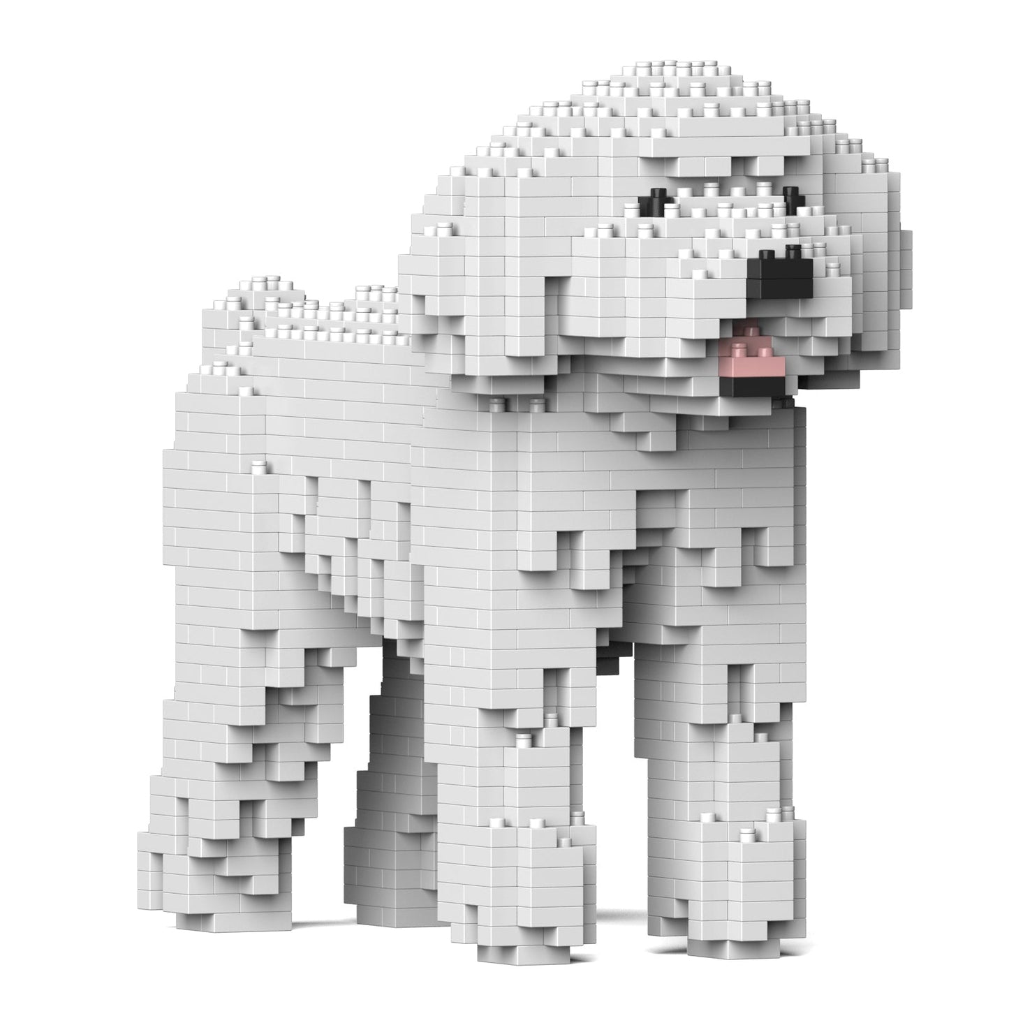 Chien Caniche Nain blanc