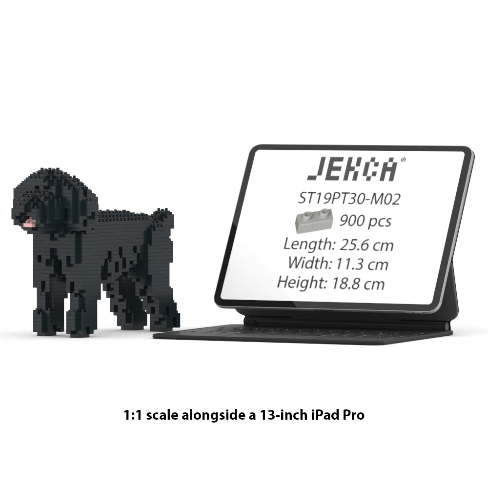 Chien Caniche Nain noir