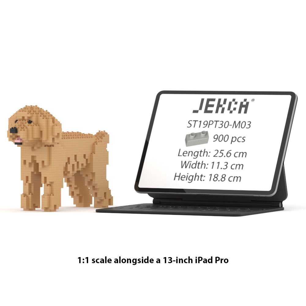 Chien Caniche Nain beige