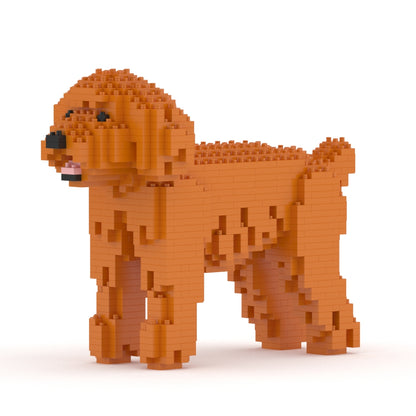 Chien Caniche Nain roux