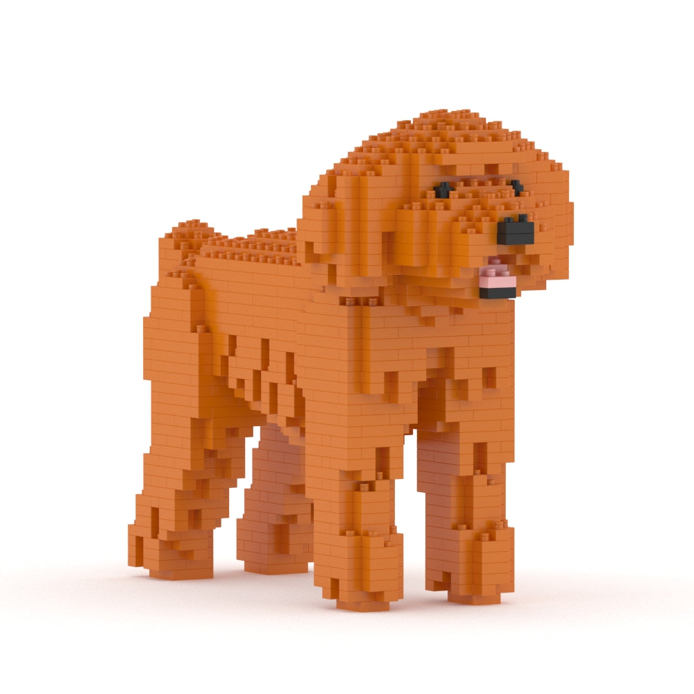 Chien Caniche Nain roux