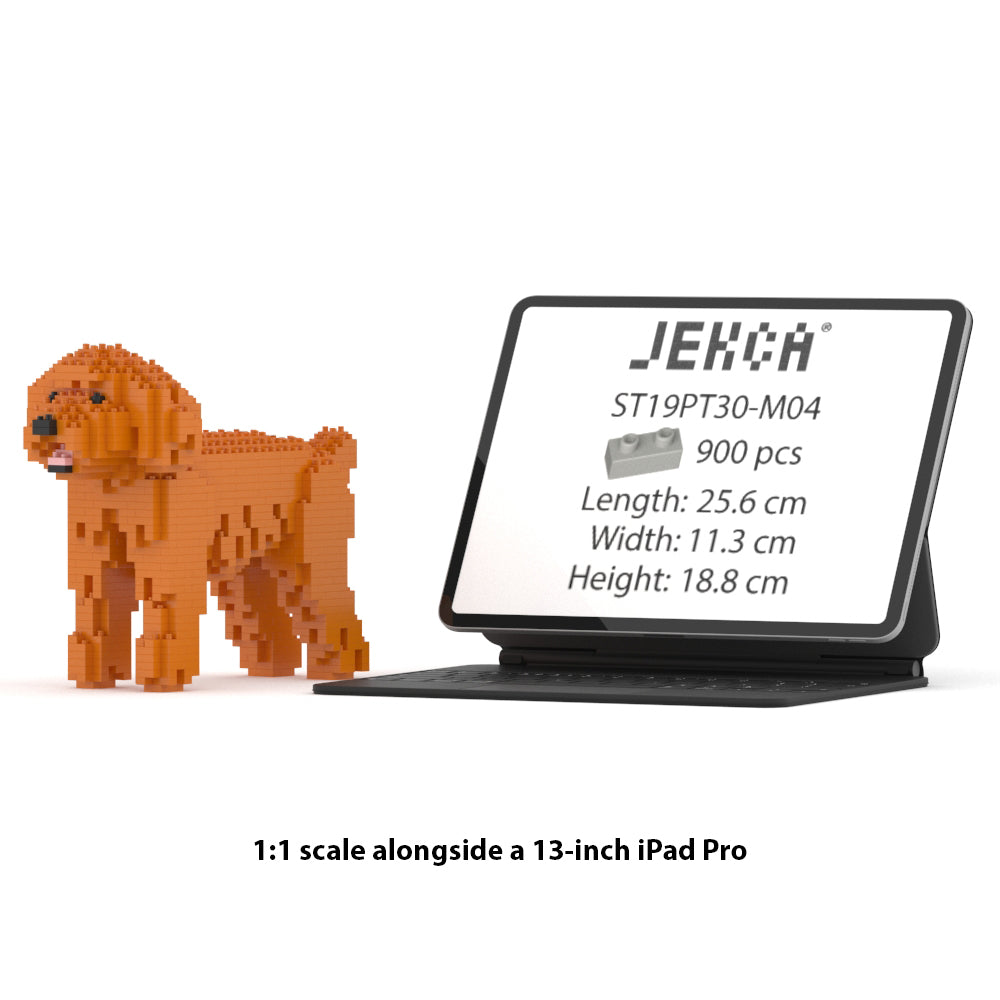 Chien Caniche Nain roux