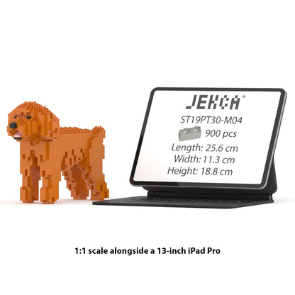Chien Caniche Nain roux