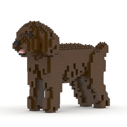 Chien Caniche Nain marron