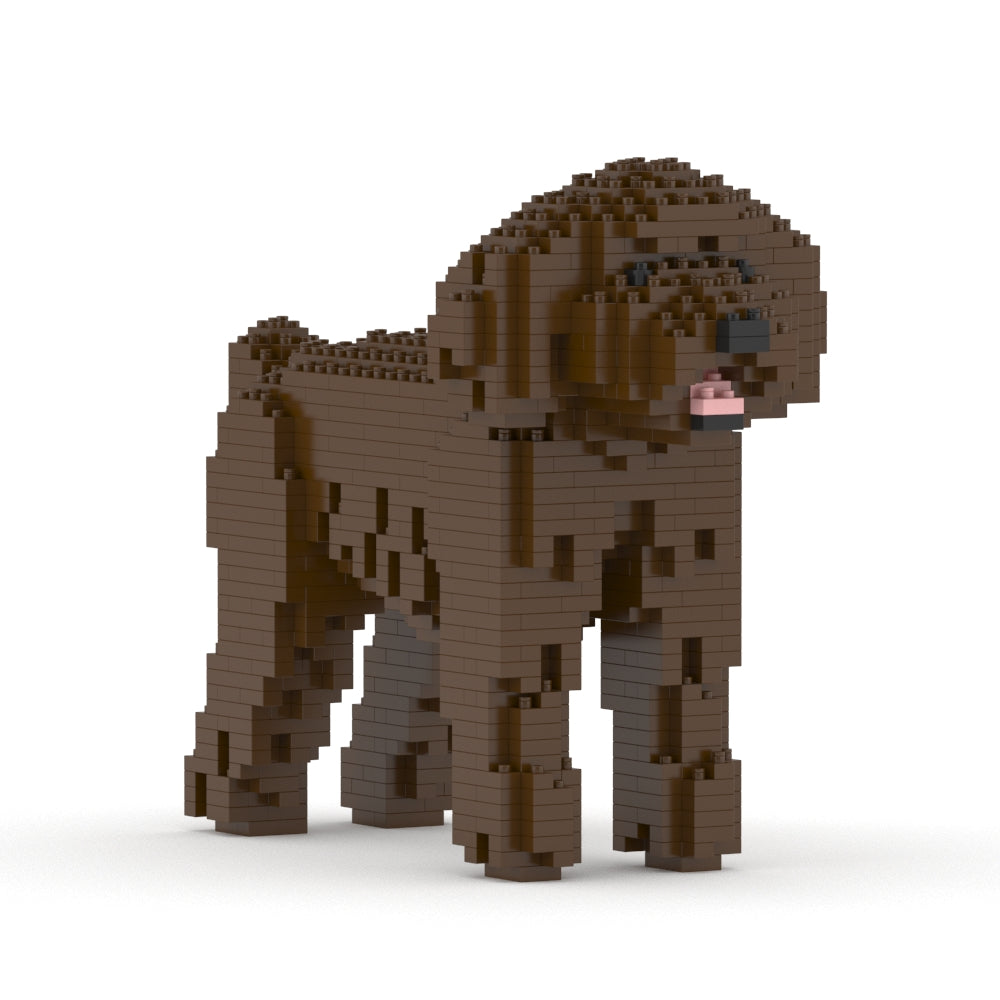 Chien Caniche Nain marron