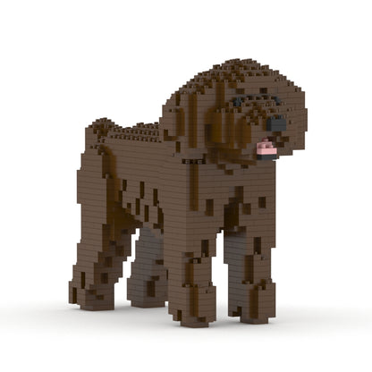 Chien Caniche Nain marron