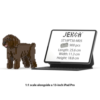 Chien Caniche Nain marron