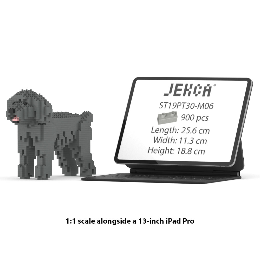 Chien Caniche Nain gris