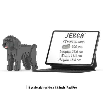 Chien Caniche Nain gris