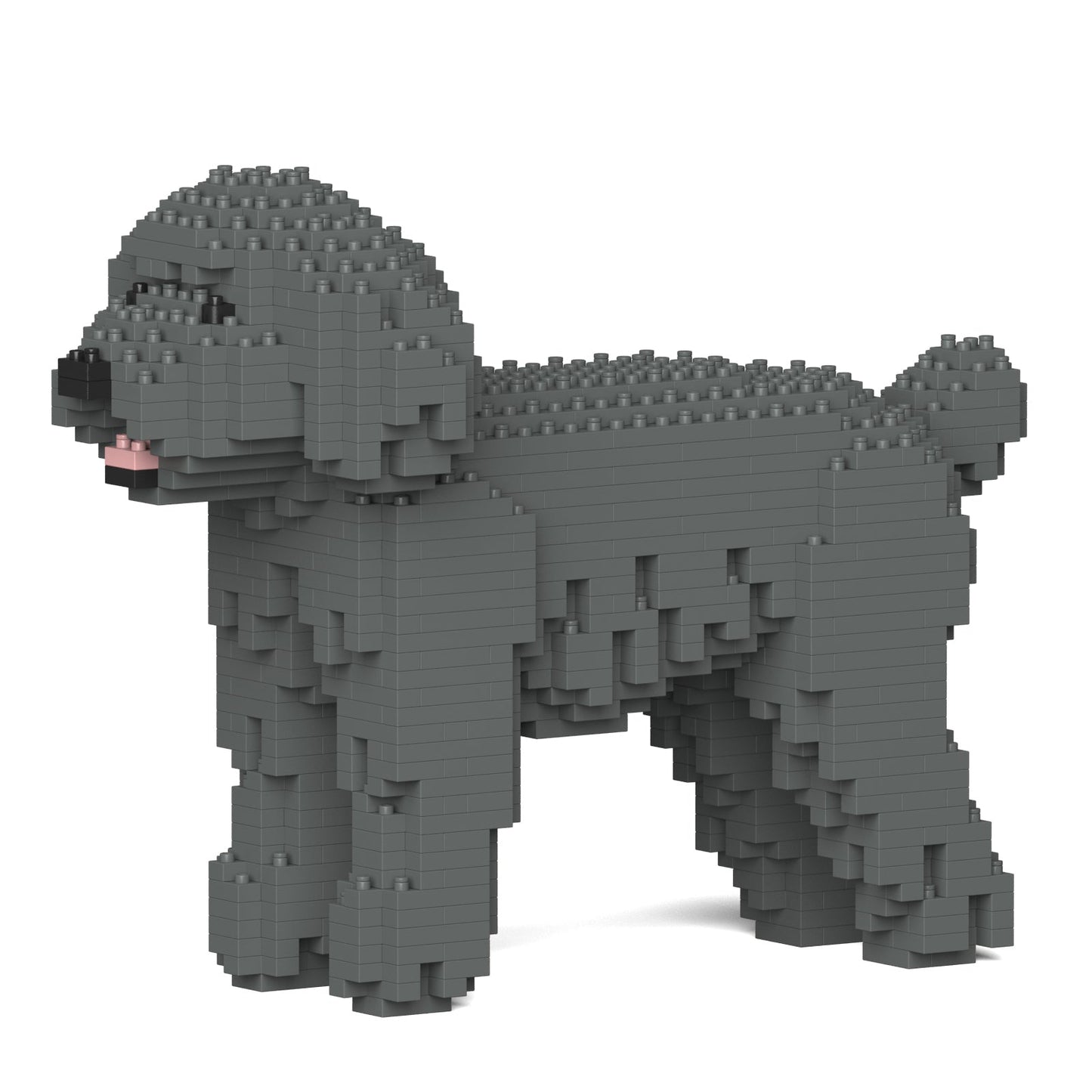 Chien Caniche Nain gris