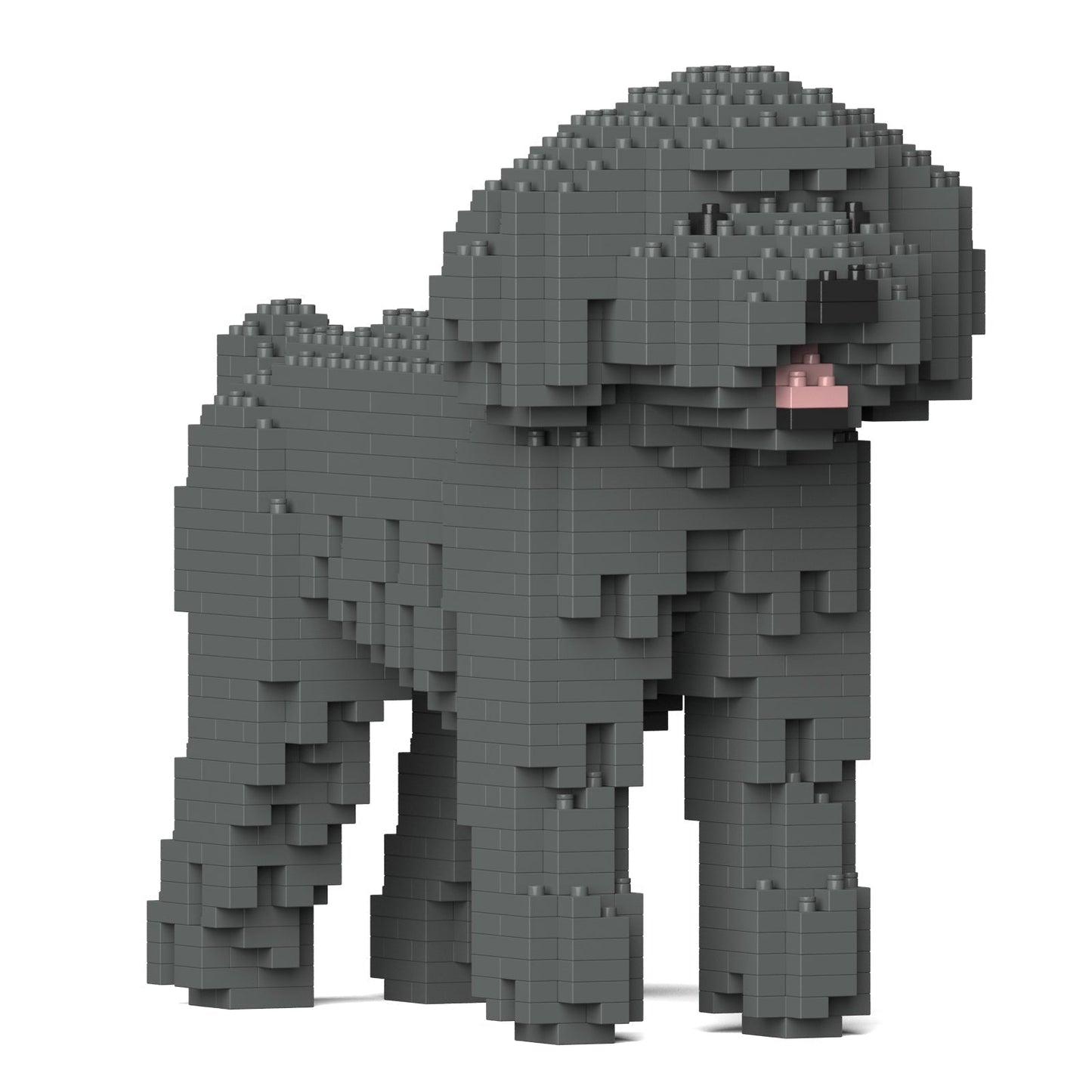 Chien Caniche Nain gris