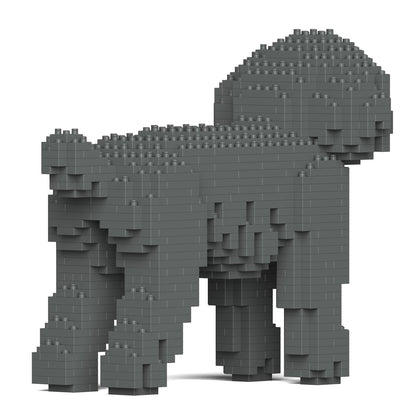 Chien Caniche Nain gris