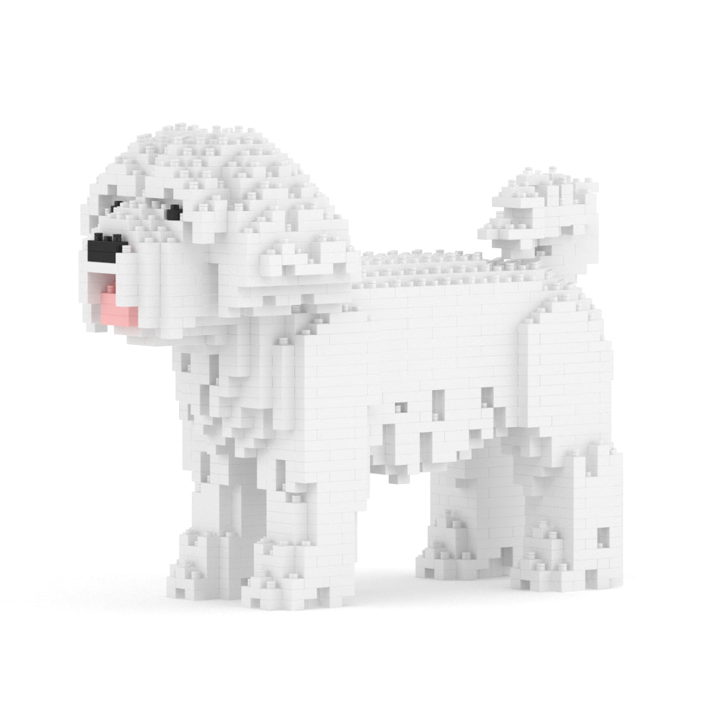 Chien Bichon Maltais