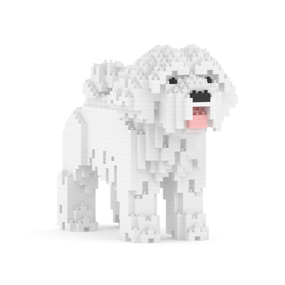 Chien Bichon Maltais